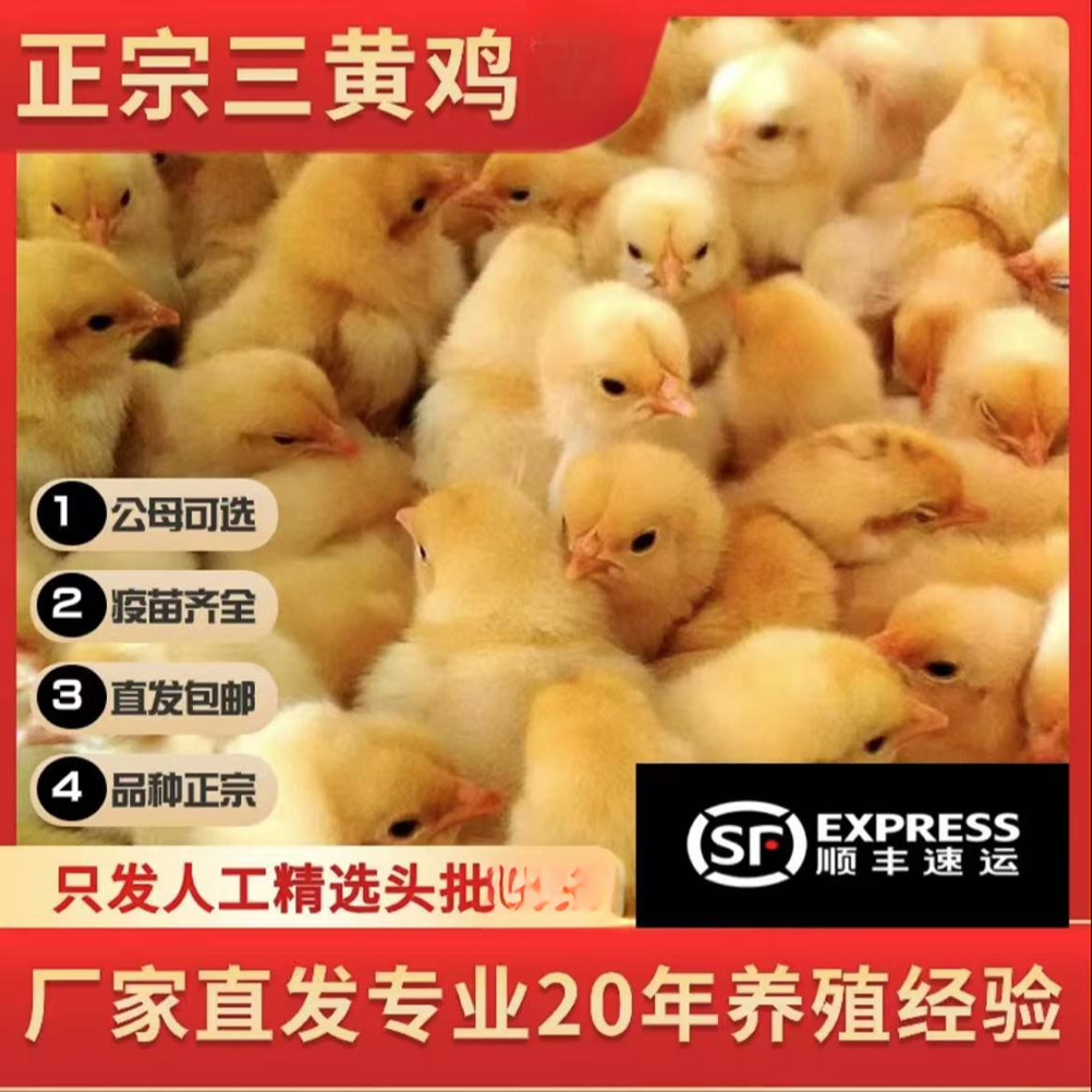 【出売】宠物鸡三黄小鸡55个包邮