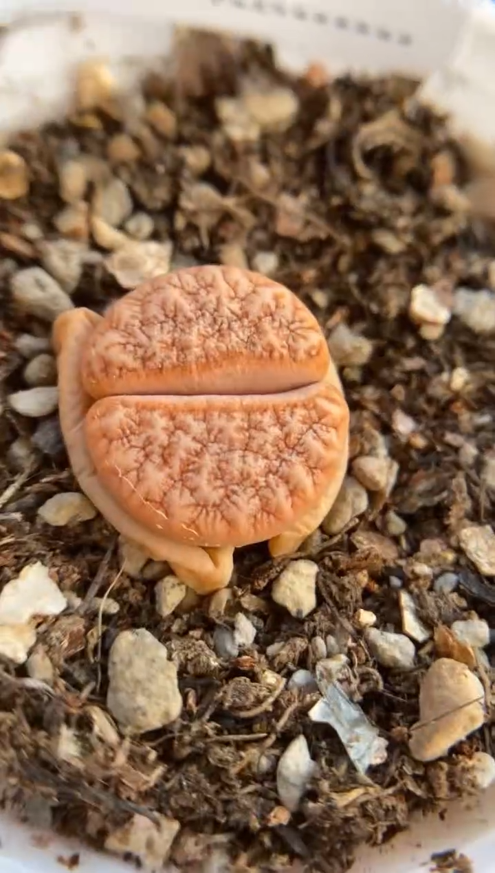 【闪购商品】9269直播一物一拍