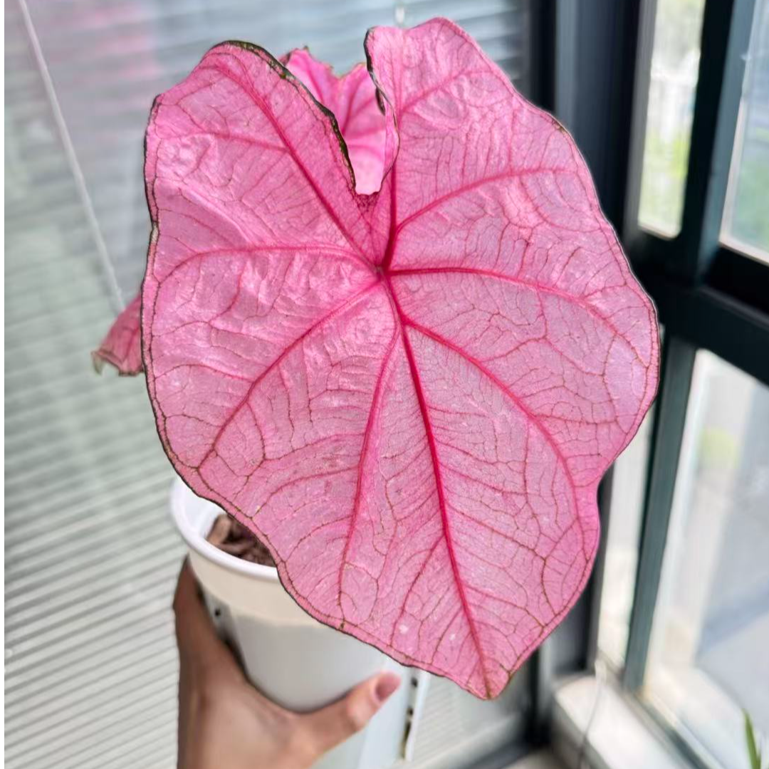 美版【安妮单叶】美国彩叶芋种球原盆原土ins风耐晒