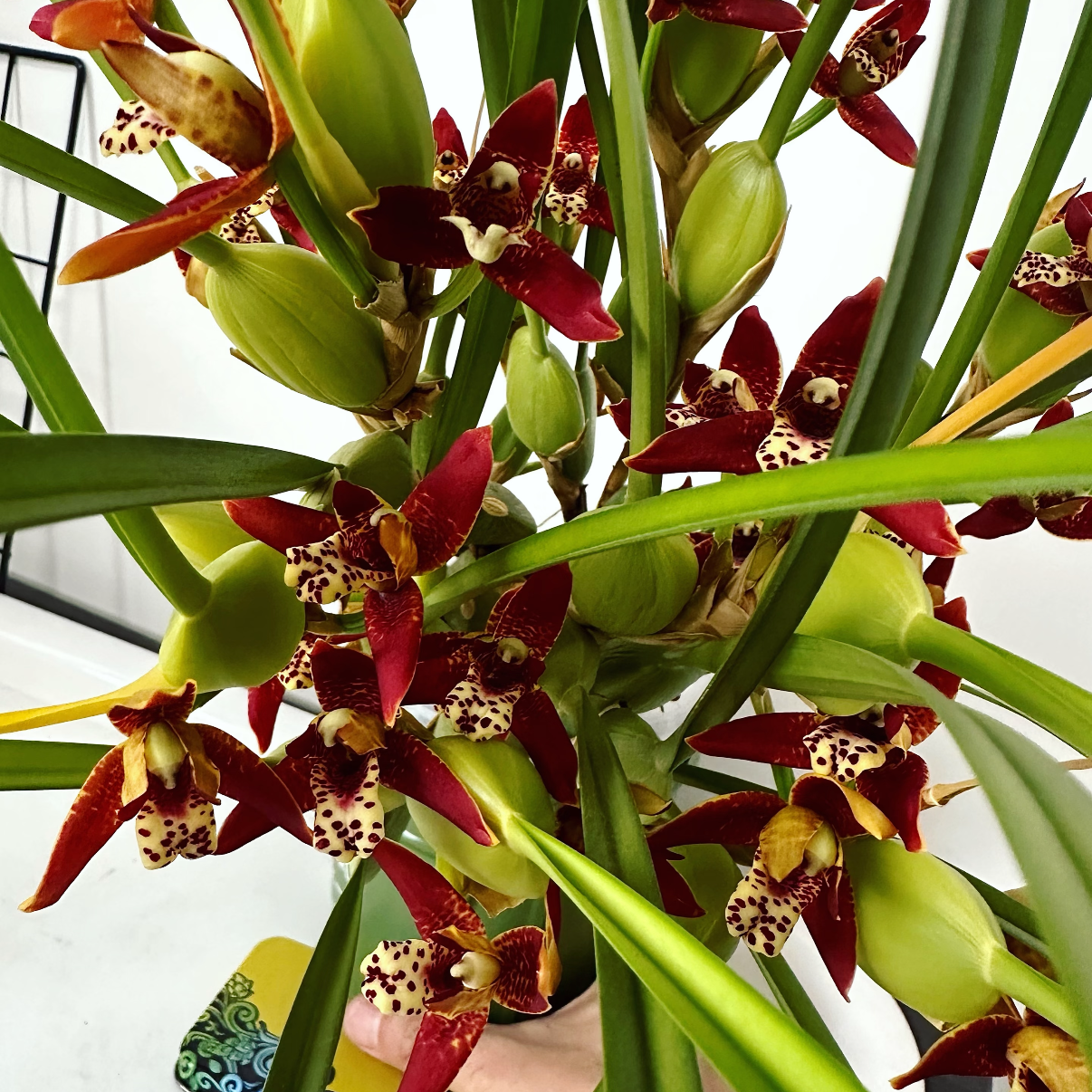 咖啡兰 浓香 适合室内阳台种植的高端绿植盆栽兰花