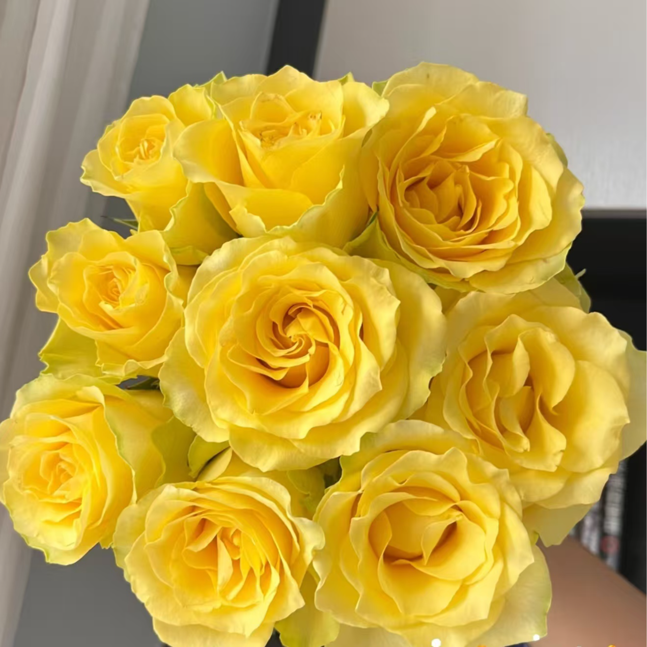 【浪漫沙滩】稀缺单头玫瑰 源头基地基地直发| 任意满两单升级快递