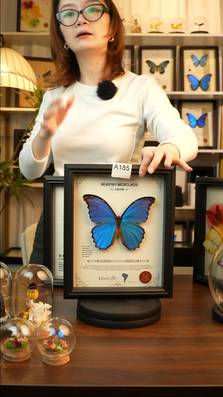 大蓝闪蝶-英文（10寸欧式黑框）A185
