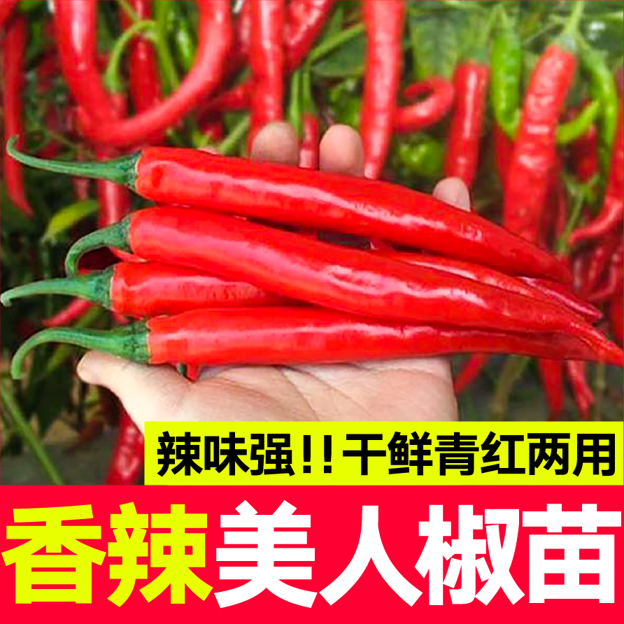 压趴架香辣美人椒苗秧高产春秋四季阳台盆栽庭院带土