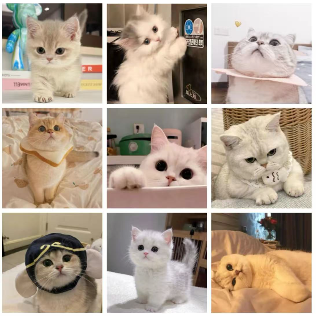 宠物标本全款通用链接