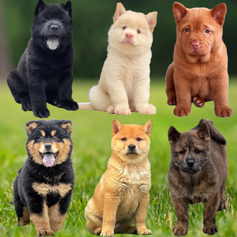 广西老表中华田园白土松幼犬五黑犬四眼铁包金五红犬宠物狗狗活体