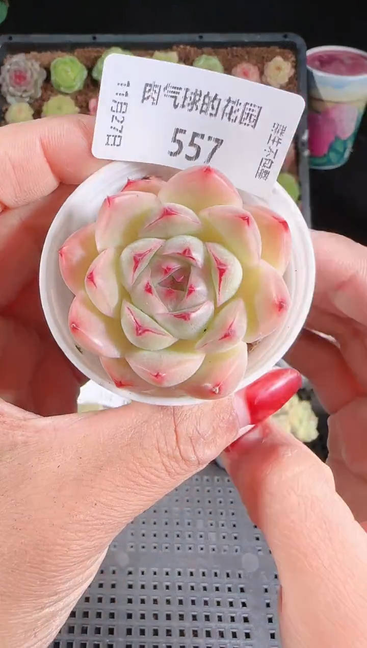 1127-557群生不包整