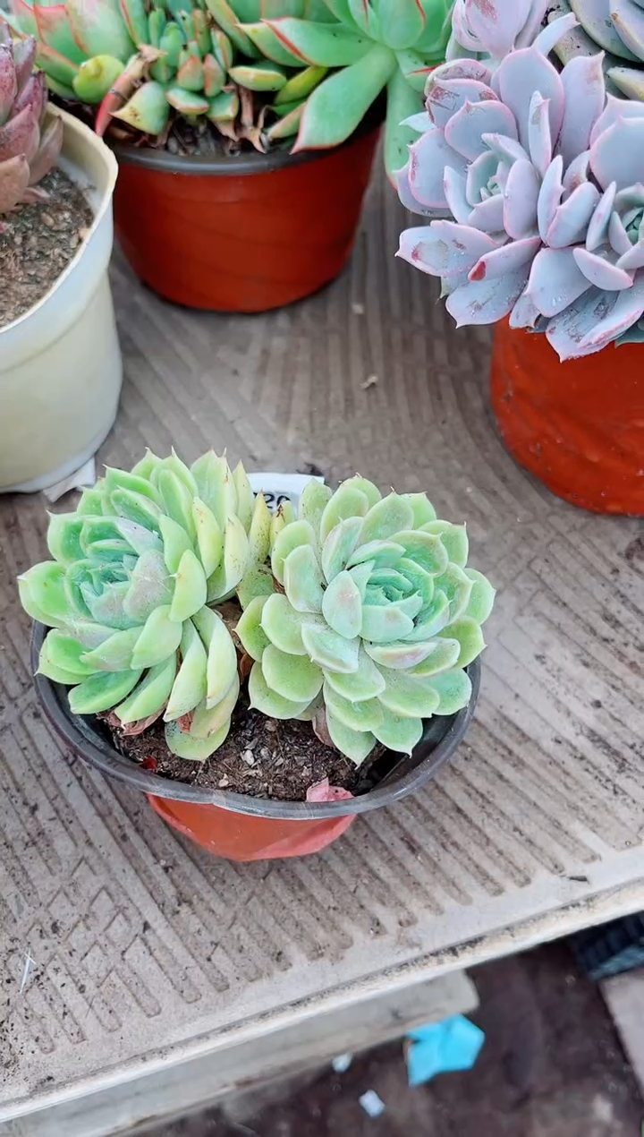 忘*草13194多肉植物一物一拍