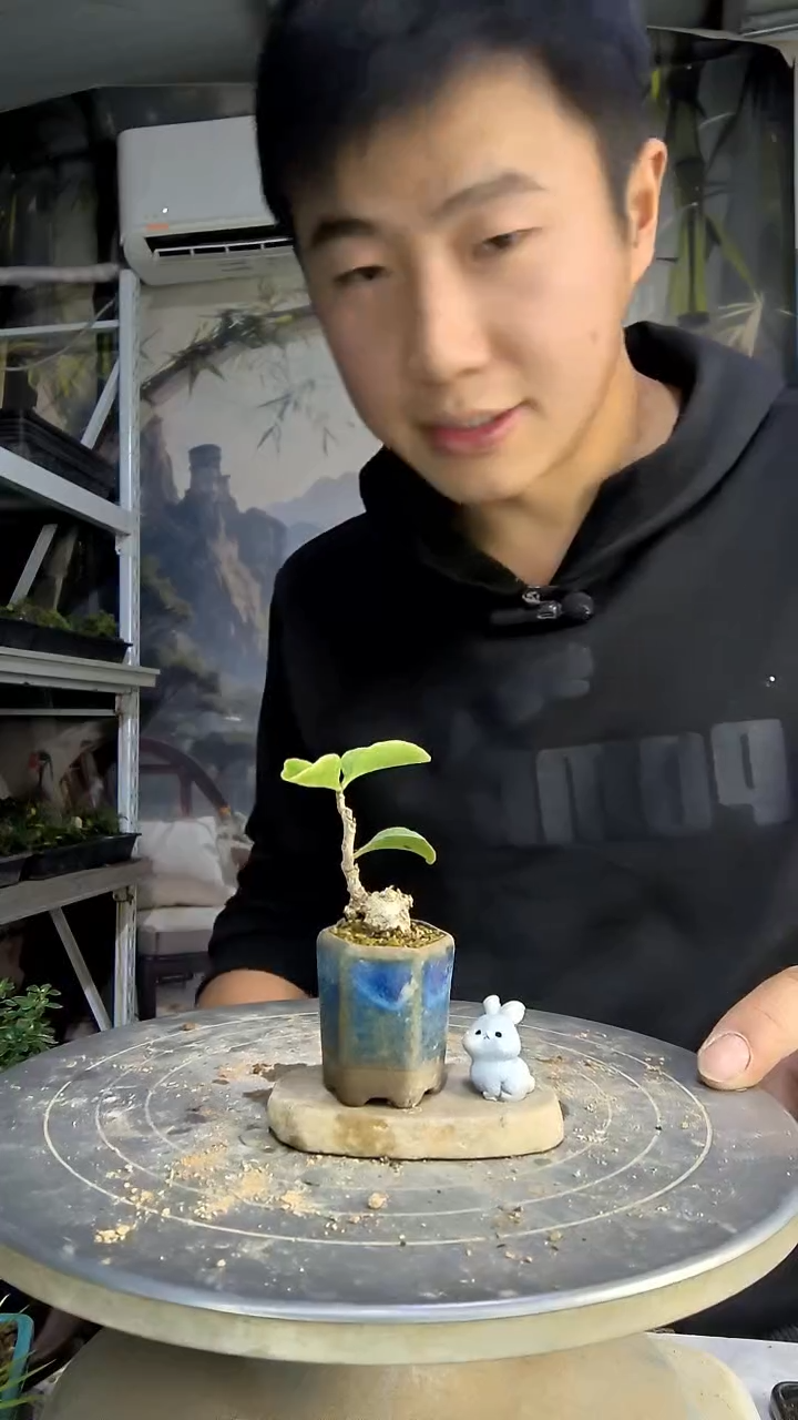 g****u中青园艺一物一拍178