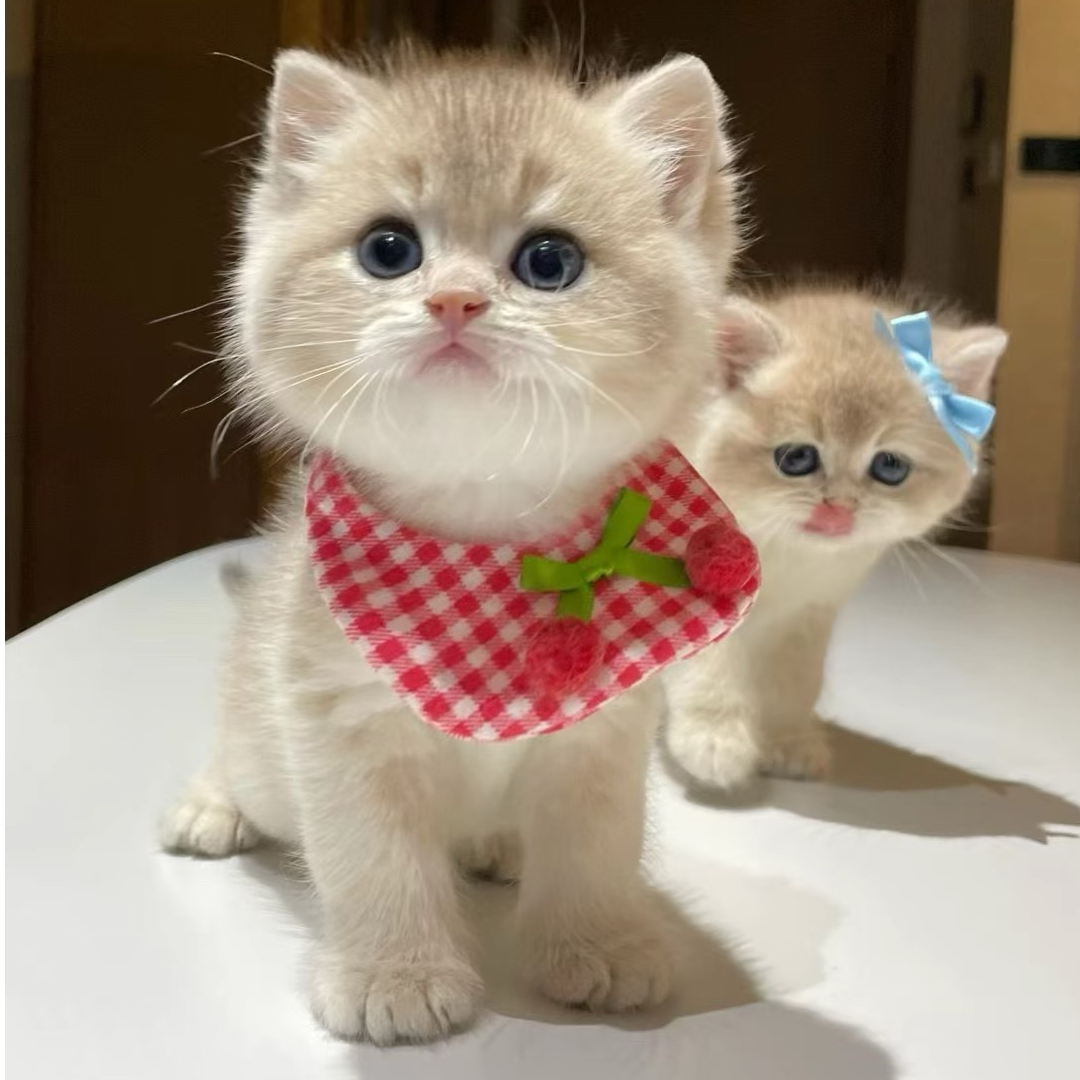 （欢哥有猫）T猫猫活体