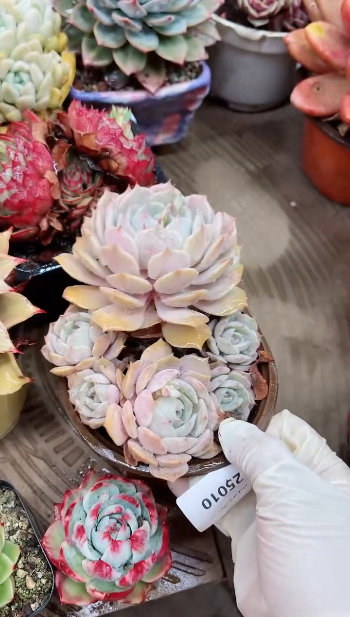 【闪购商品】25010