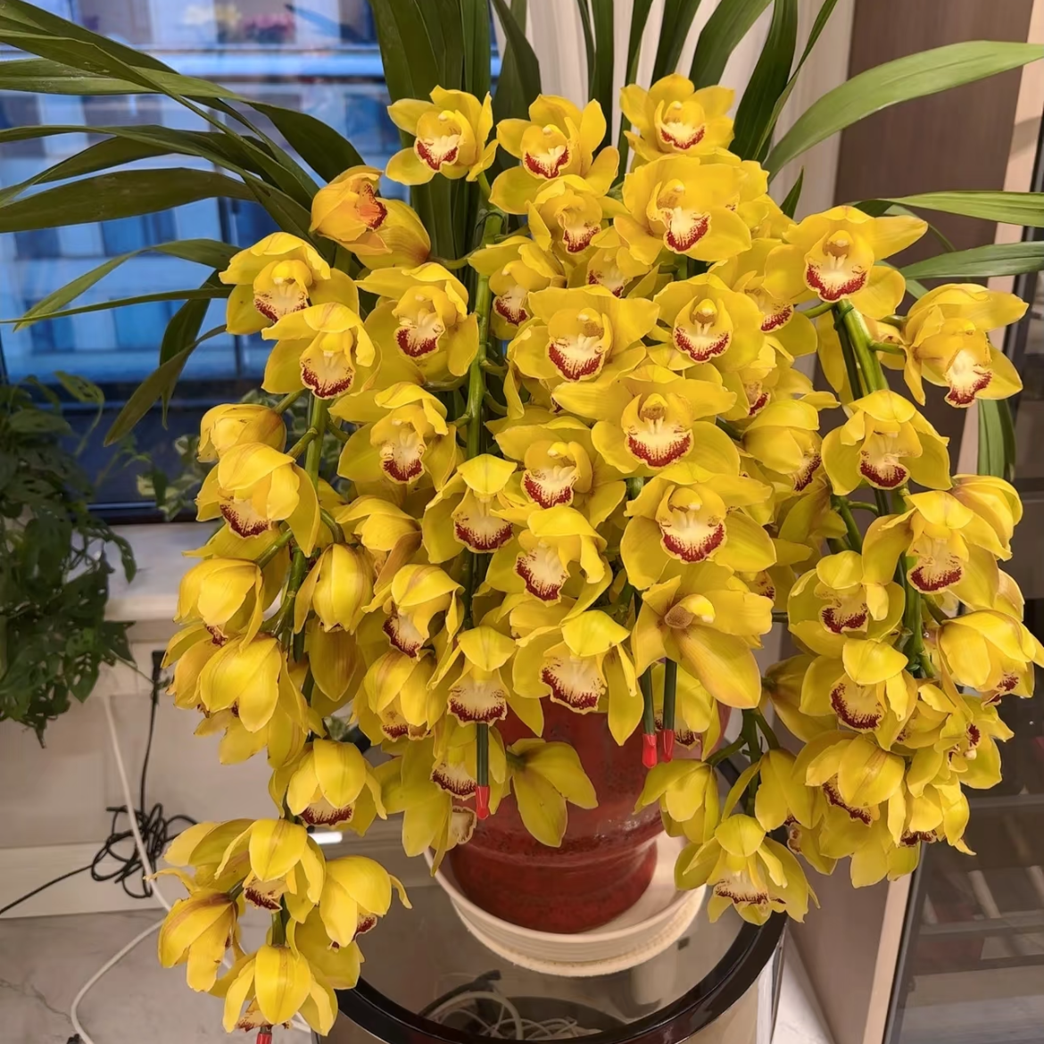 【大聪明卖花】大花蕙兰 单独发普通快递自提/不参与凑单