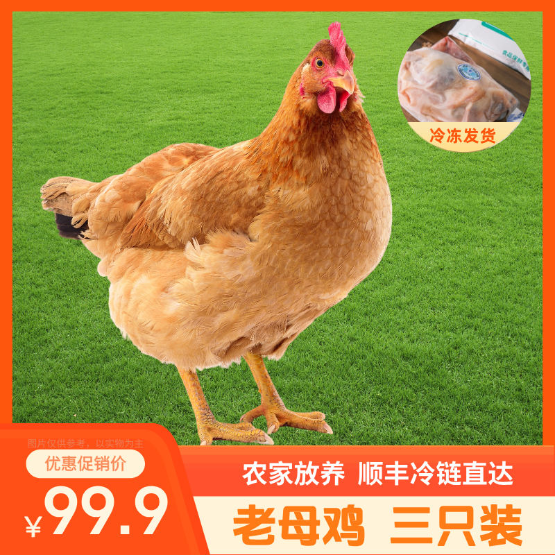 【到手三只装】农村散养老母鸡三只肉质紧实 汤鲜肉也香 总净重7-8斤顺丰冷链直达 鸡肉同城送 包冰率不含冰