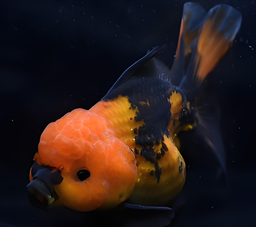 活体精品泰狮金鱼，自己渔场养殖观赏鱼，（图片仅供参考）