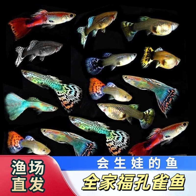 【2-3cm】全家福孔雀鱼新手练手闯缸颜值在线