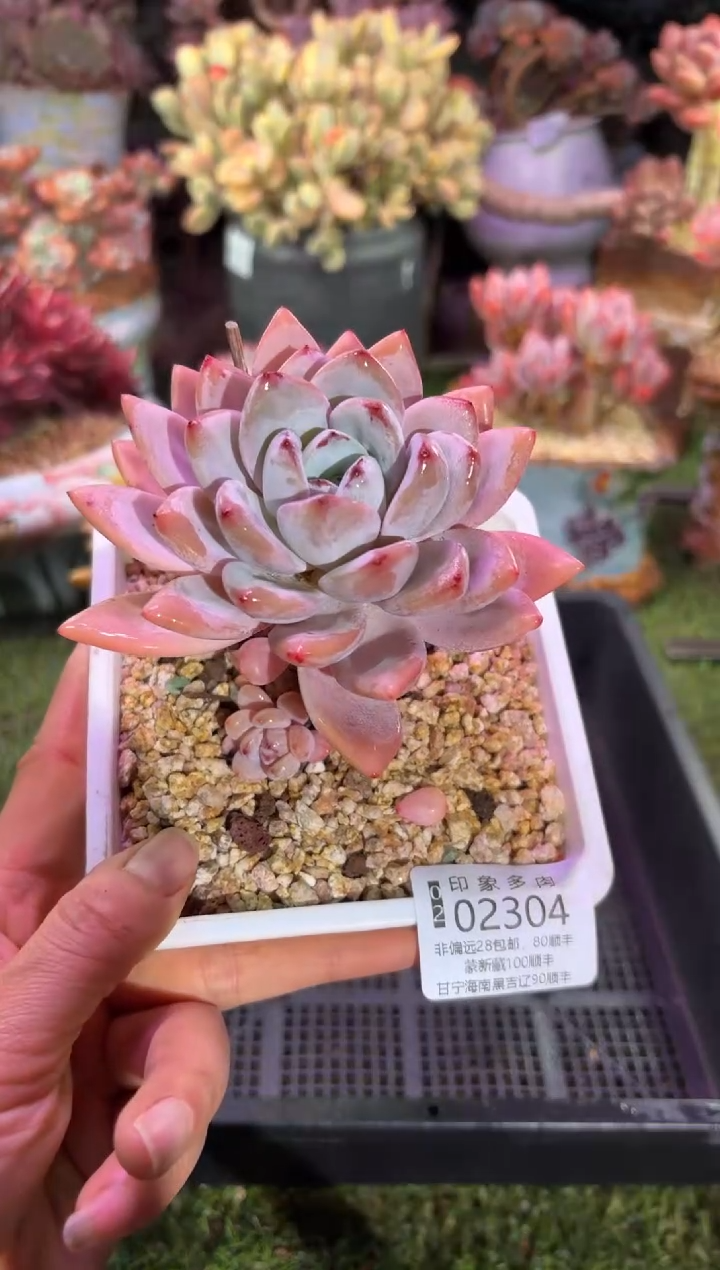 【闪购商品】02304