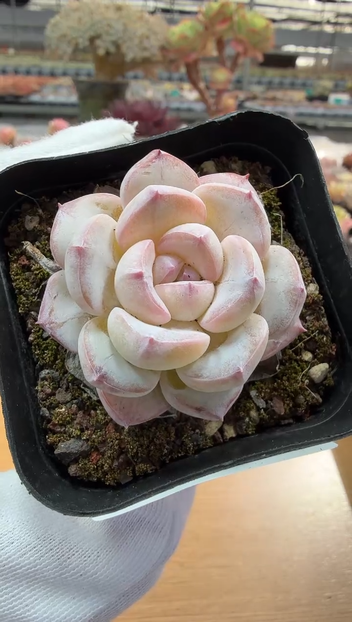 东云多肉园二店-94