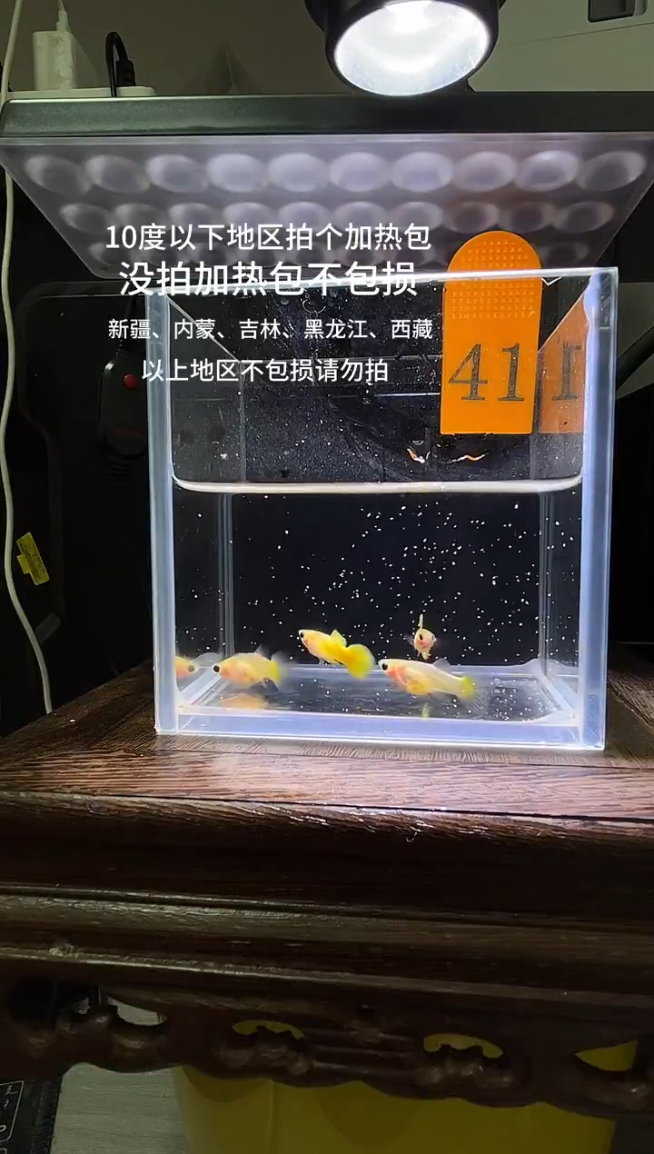 孔雀鱼黄金玻璃普通体41
