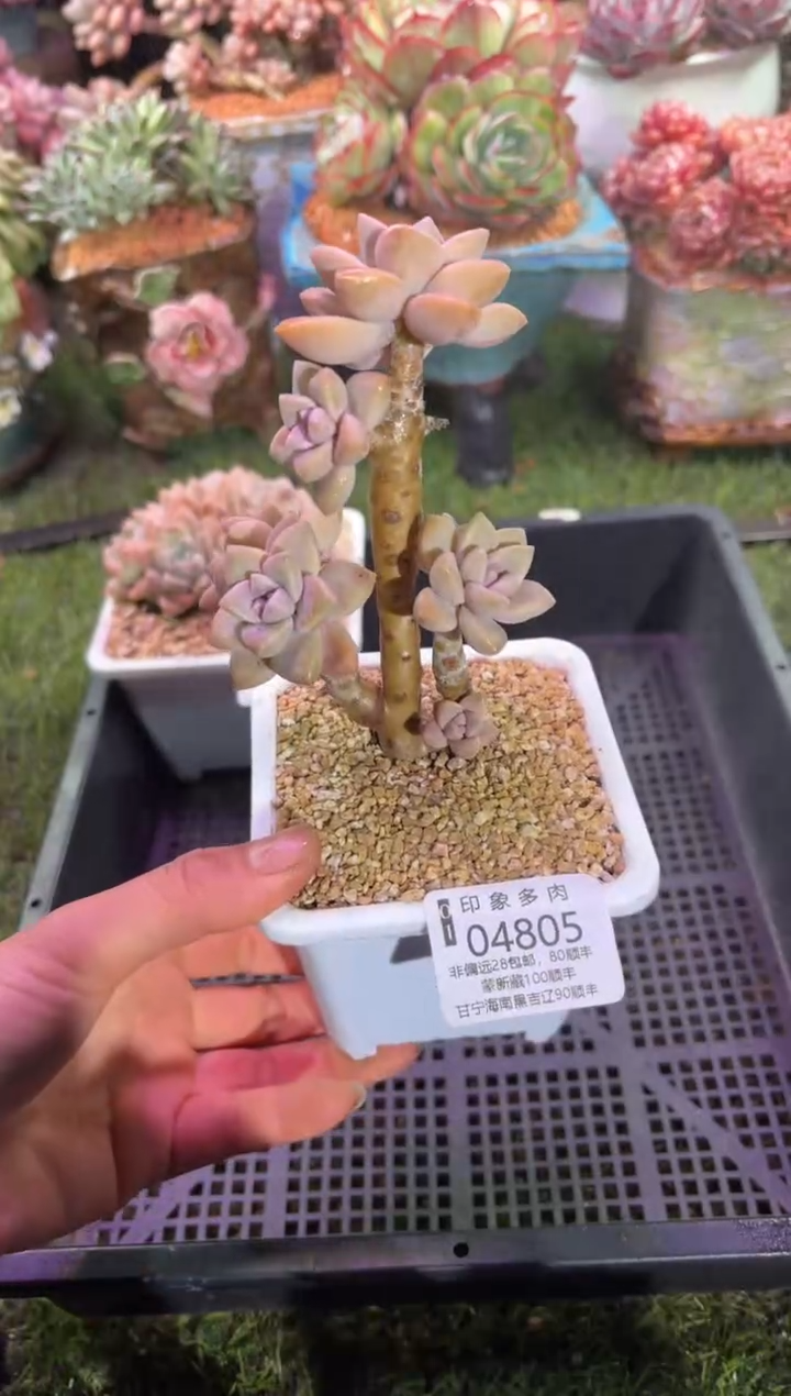 【闪购商品】04805