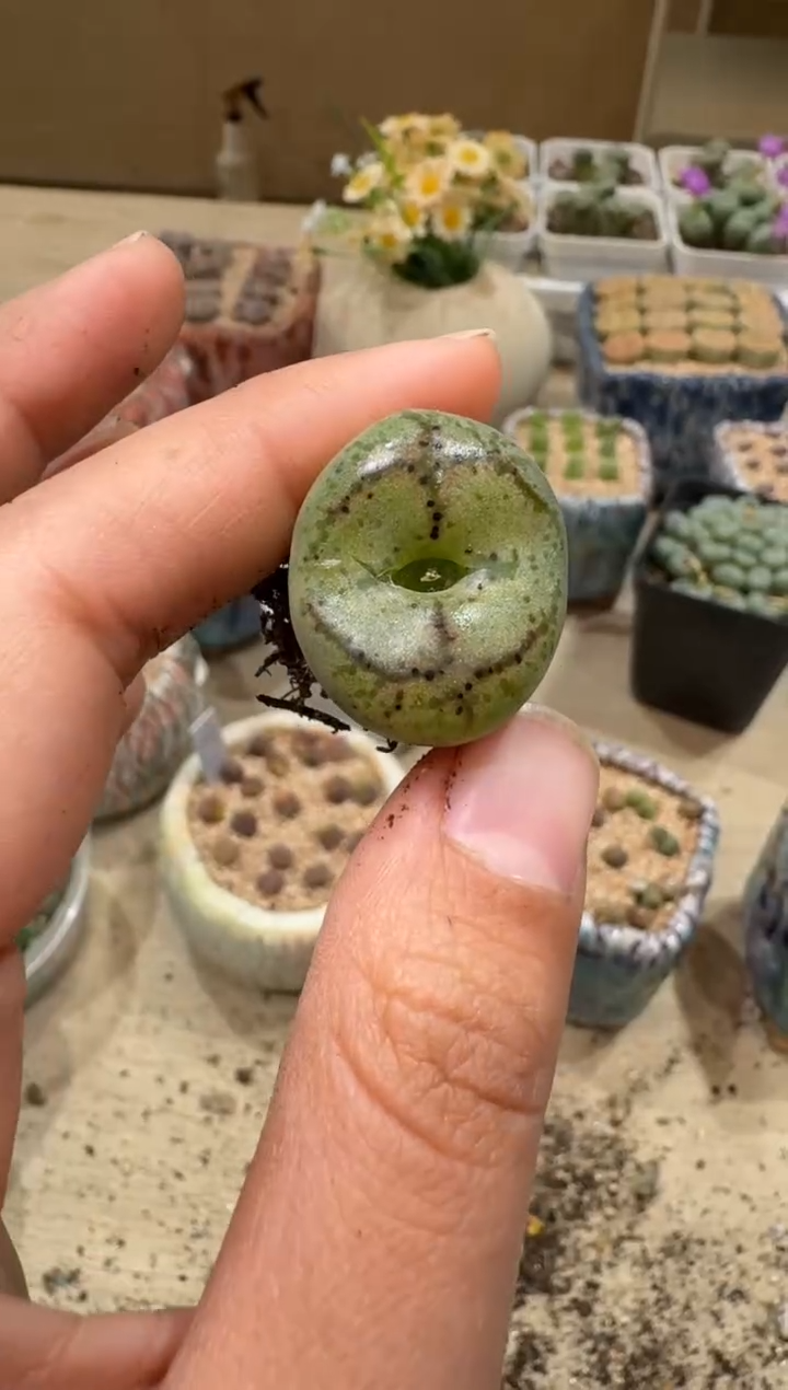 9-123多肉植物肉锥