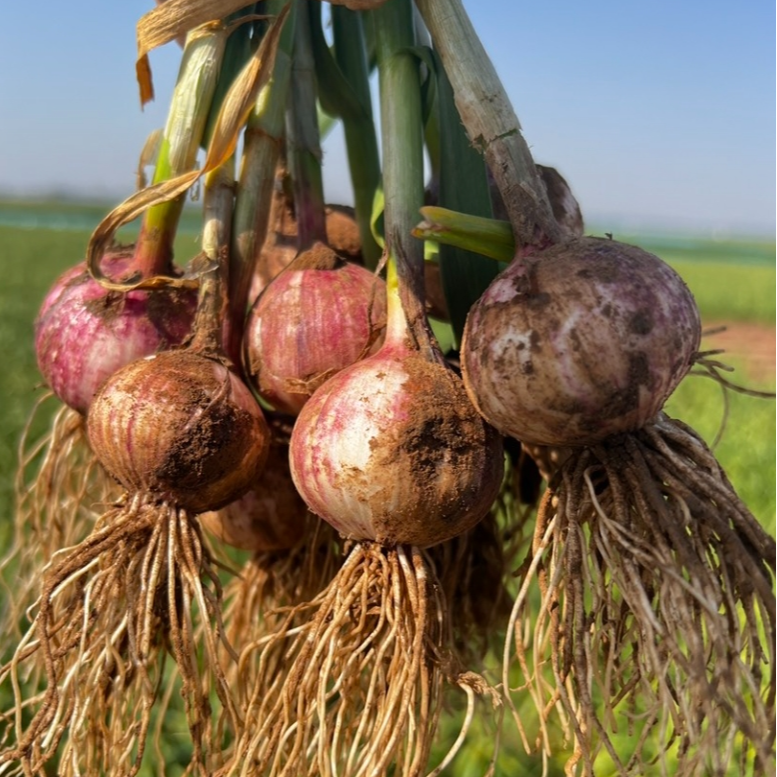 东北新鲜独头紫皮大蒜1.5kg