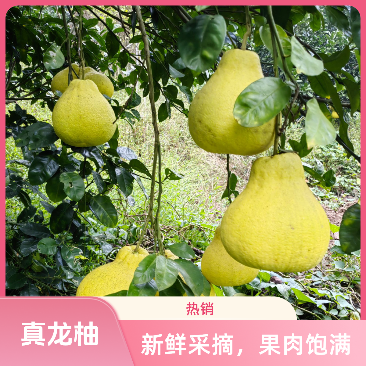 「塘河好物」硐寨柚真龙柚纯甜无酸放大品质优良没有虾线9斤包邮