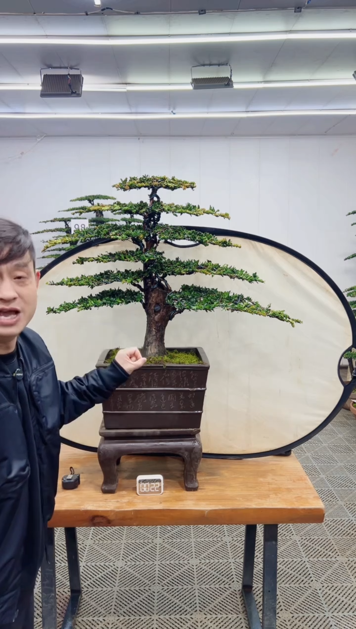 无花朵造型盆景一物一拍