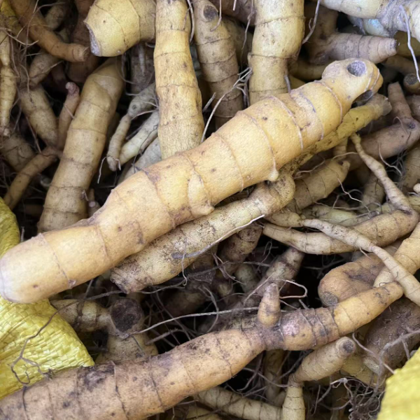 西藏高海拔当季新鲜玉竹