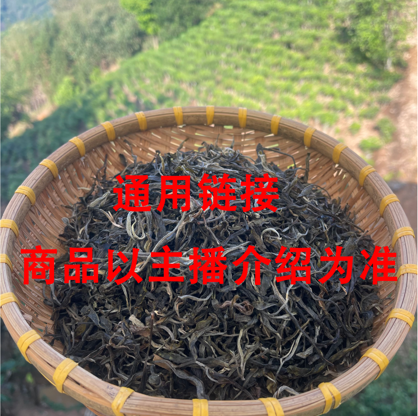 2019年冰岛老寨大树普洱茶生茶龙珠 一颗 8 克