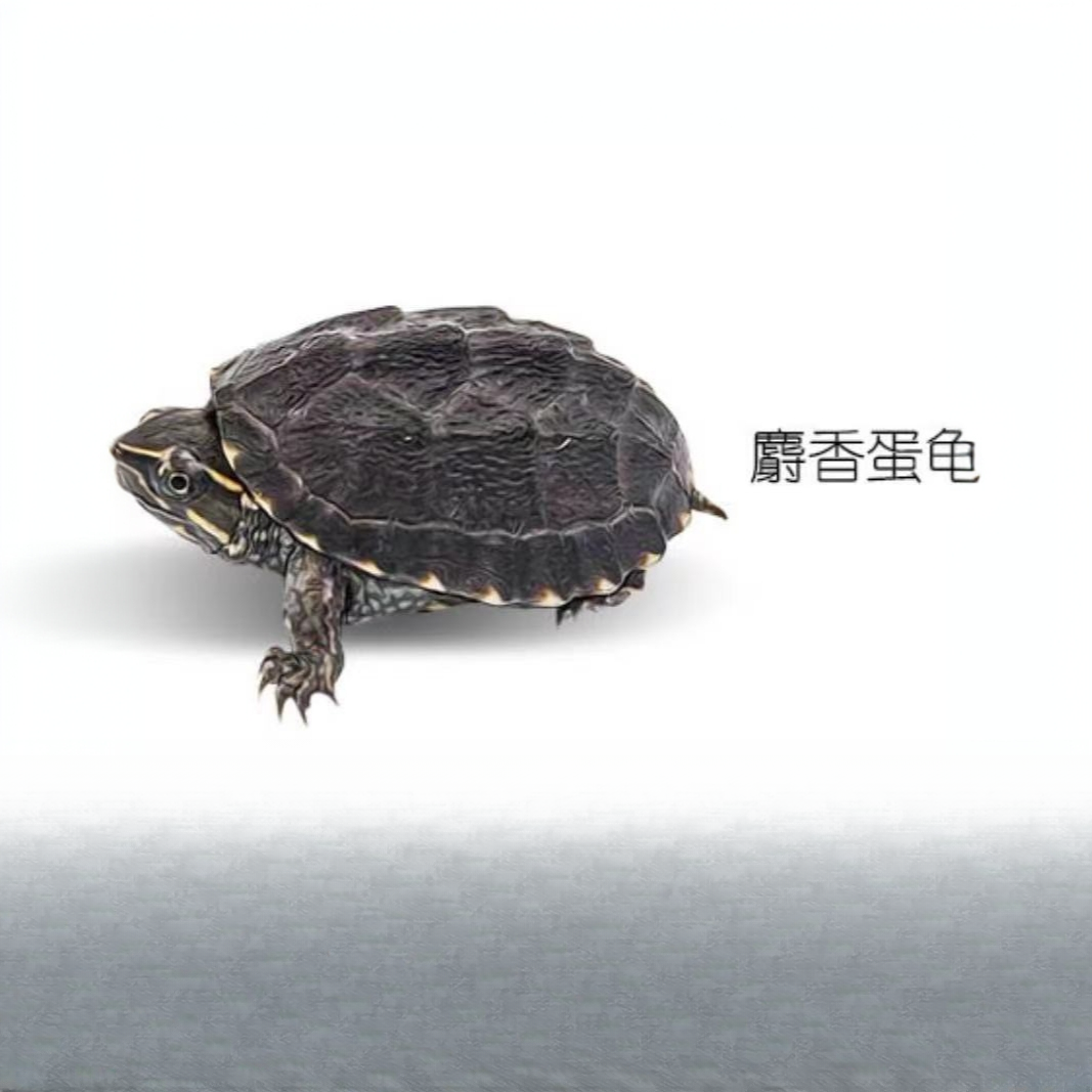 麝香龟蛋龟龟苗直播链接可浅水可深水冷水大苗小苗麝香龟