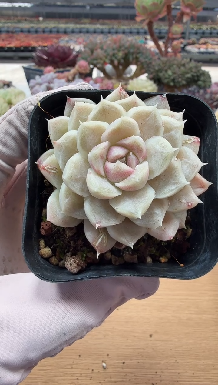 东云多肉园二店-70