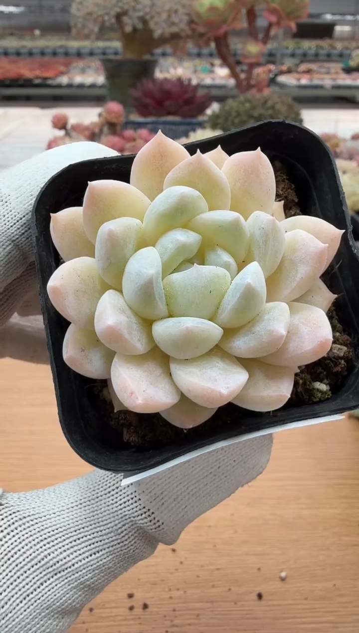 东云多肉园二店-21