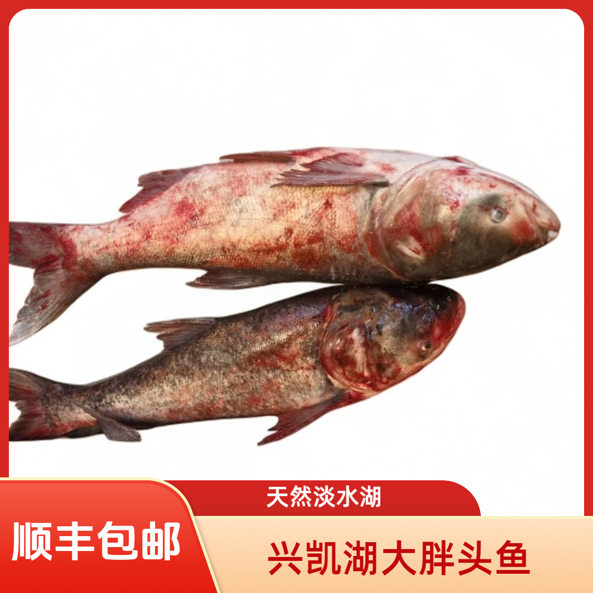 兴凯湖胖头鱼淡水湖鱼