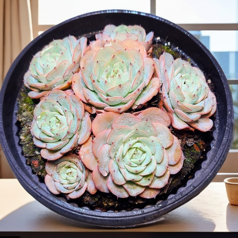 77多肉（奶油黄桃）直播展示养护裸根产地产品上盆