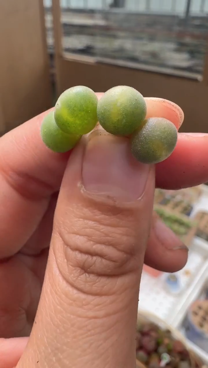 15多肉植物肉锥猫头鹰空蝉一颗