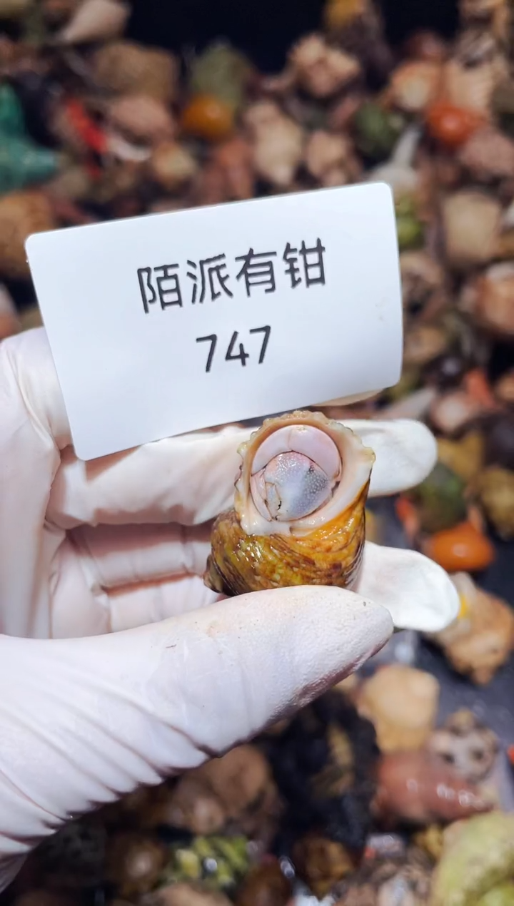 陌派有钳寄居蟹747