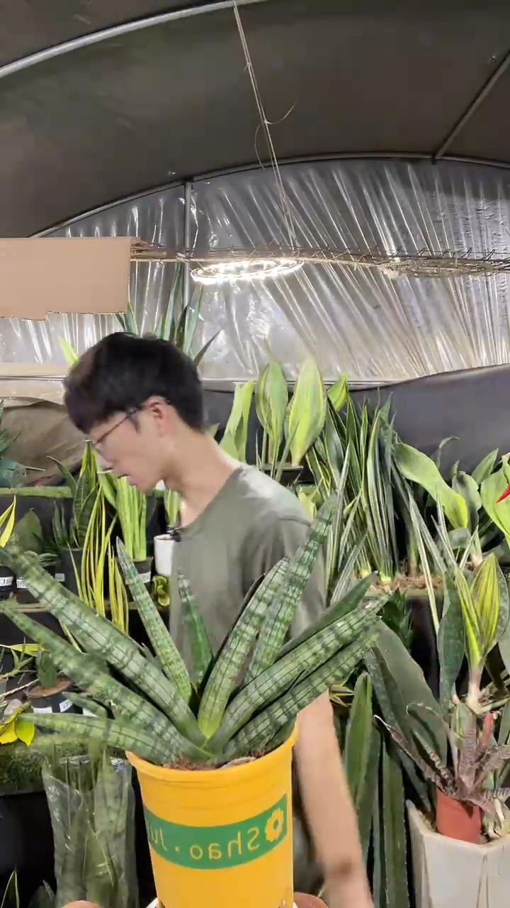 佛手兰2-3棵的带盆土18.8