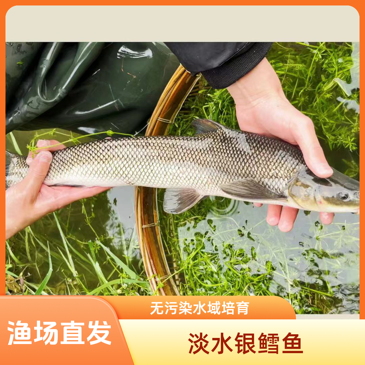 观赏鱼 银鳕鱼 淡水养殖 四川眉山发货