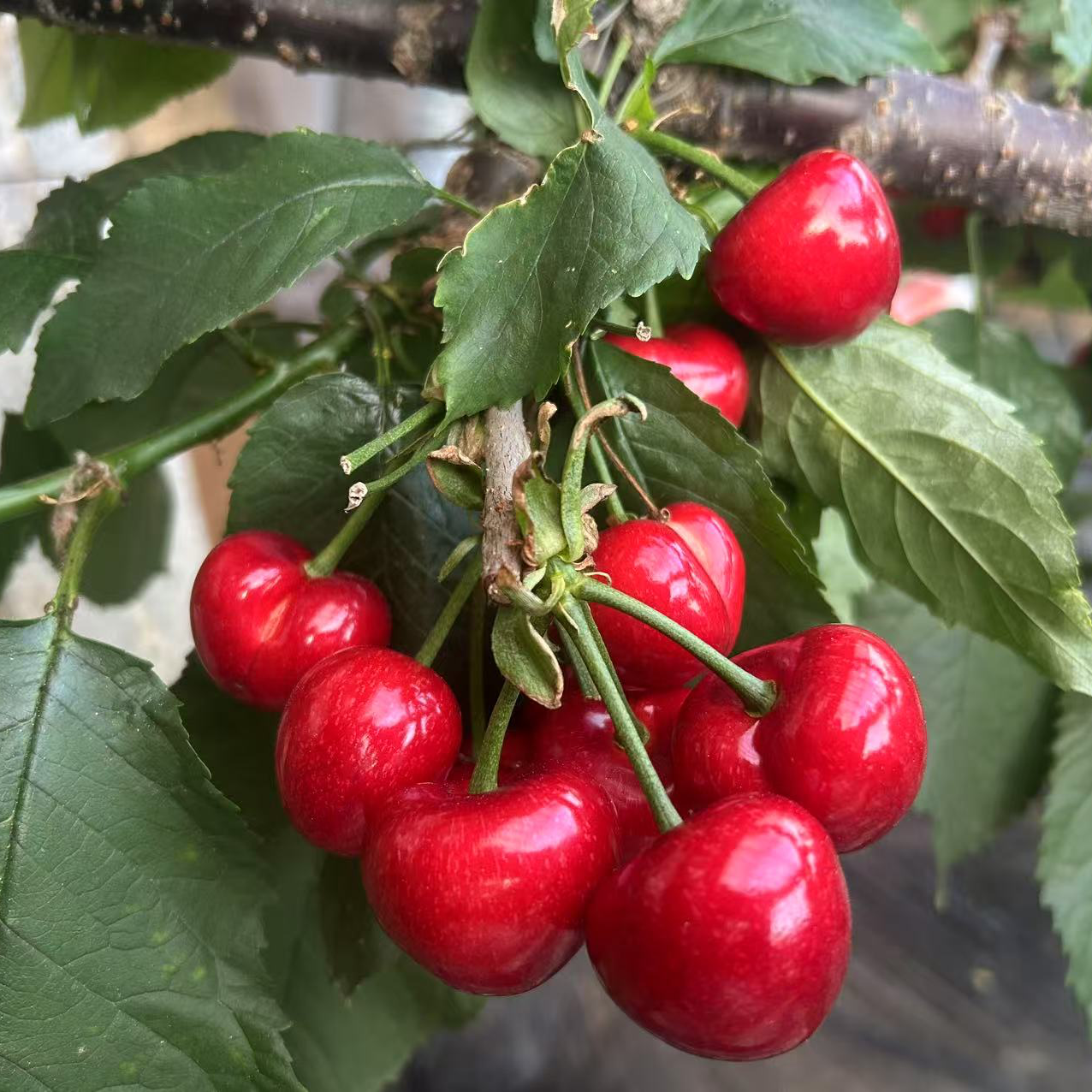 大连樱桃 现采现发 2斤装 净重1.8斤 2J-5J 包邮送货上门