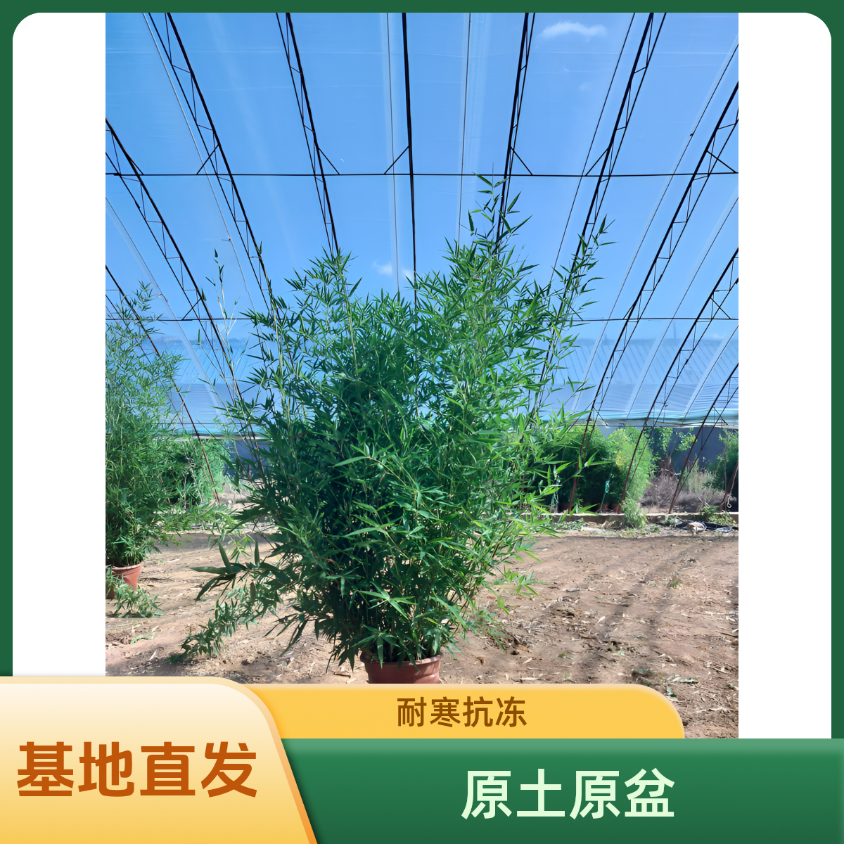 小罗汉竹冰翠竹四季青竹子原土原盆室外绿化室内竹子盆栽基地直发