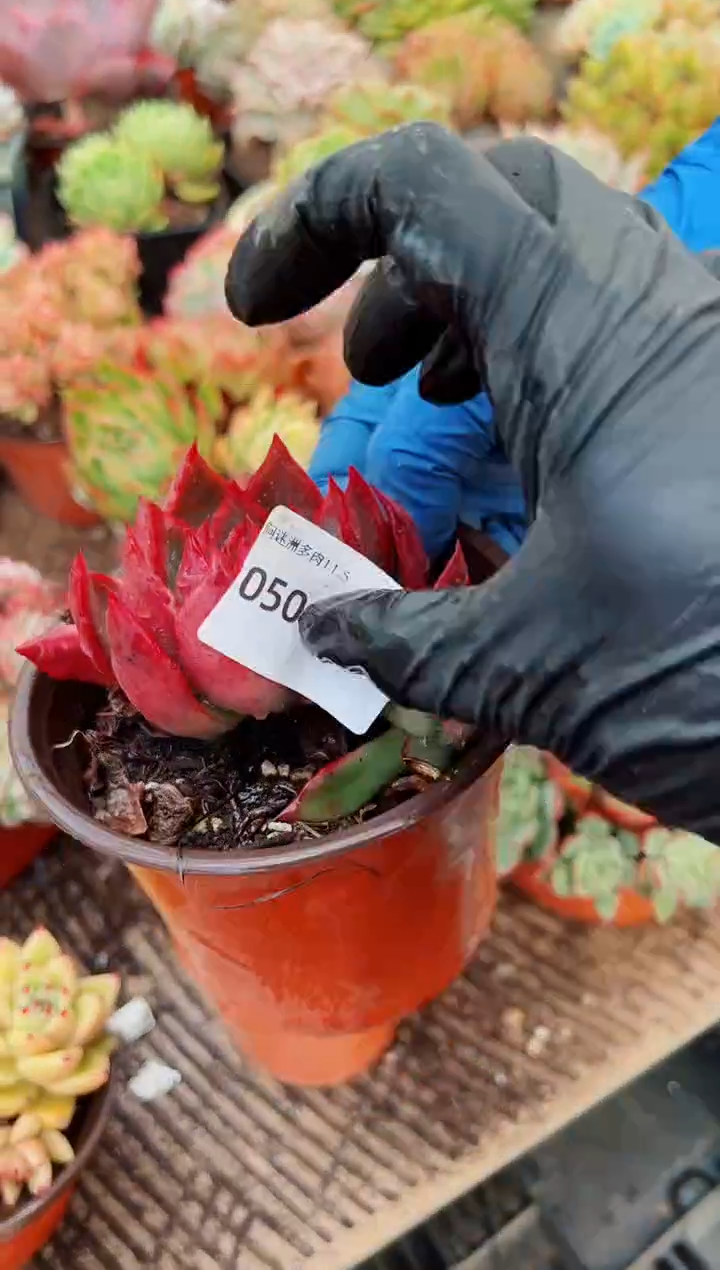 新**荣多肉植物一物一拍05043