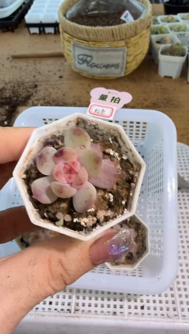 红恋八角杯1盆 单双混 量拍混发
