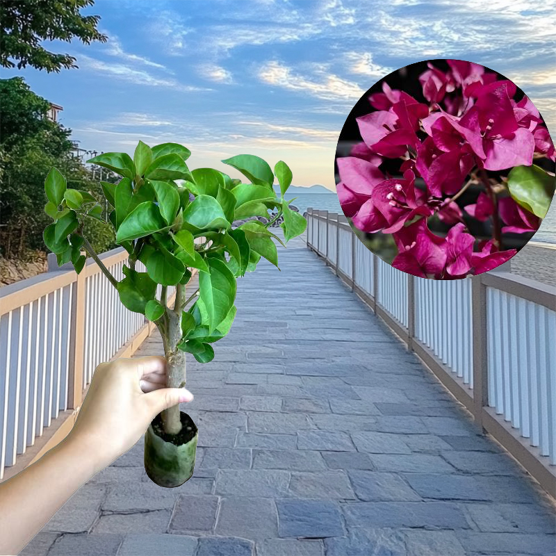 【暗黑行者 不带花】三角梅小苗品种四季开花阳台花卉