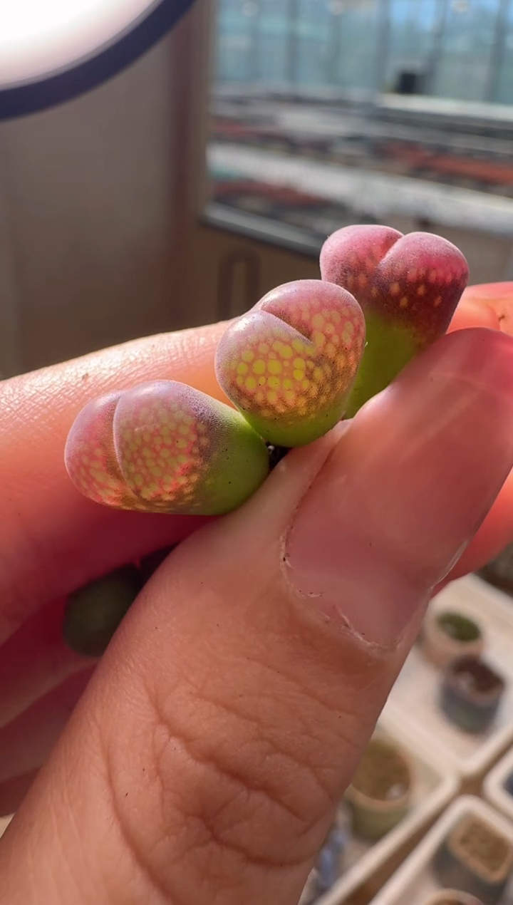 29-69多肉植物肉锥c10一颗