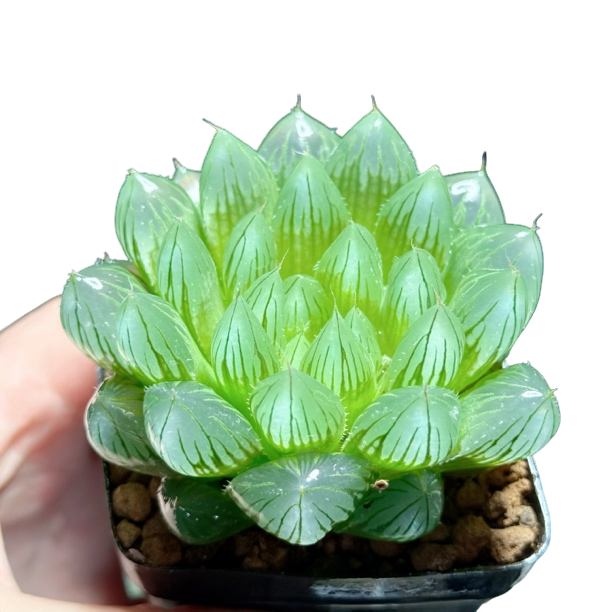 【铭品Y4玉露】十二卷新手好养多肉植物根系带土原盆栽培种植拍下