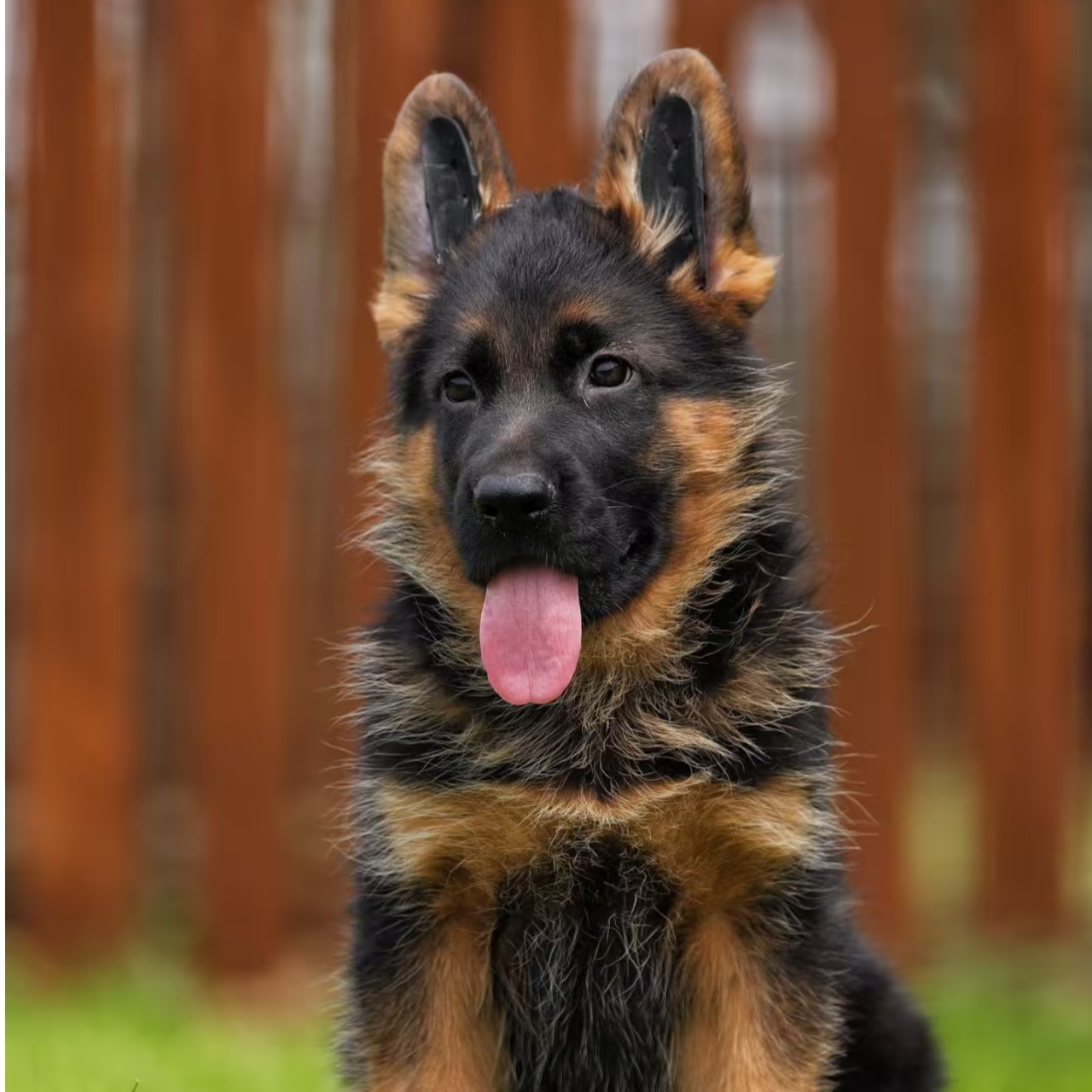 精品德国牧羊犬宠物活体狗狗
