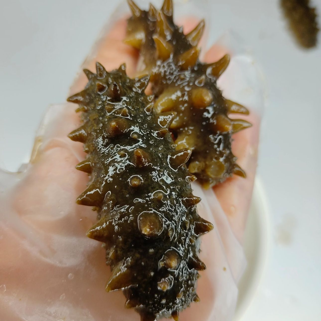 （源头工厂直发）渤海湾深海底海参宝宝参20-25个