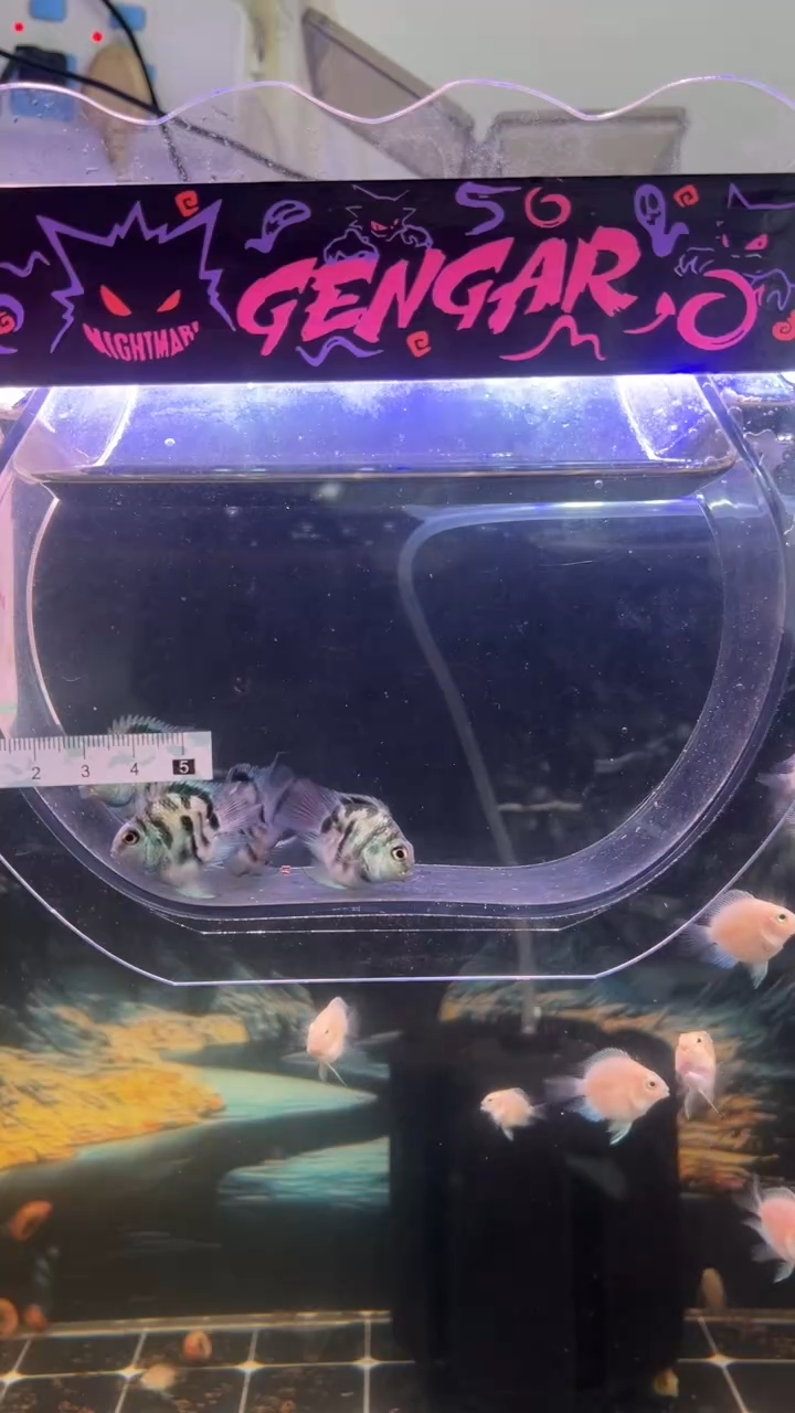 鹦鹉鱼桃心缩微迷你鹦鹉鱼宝蓝4条