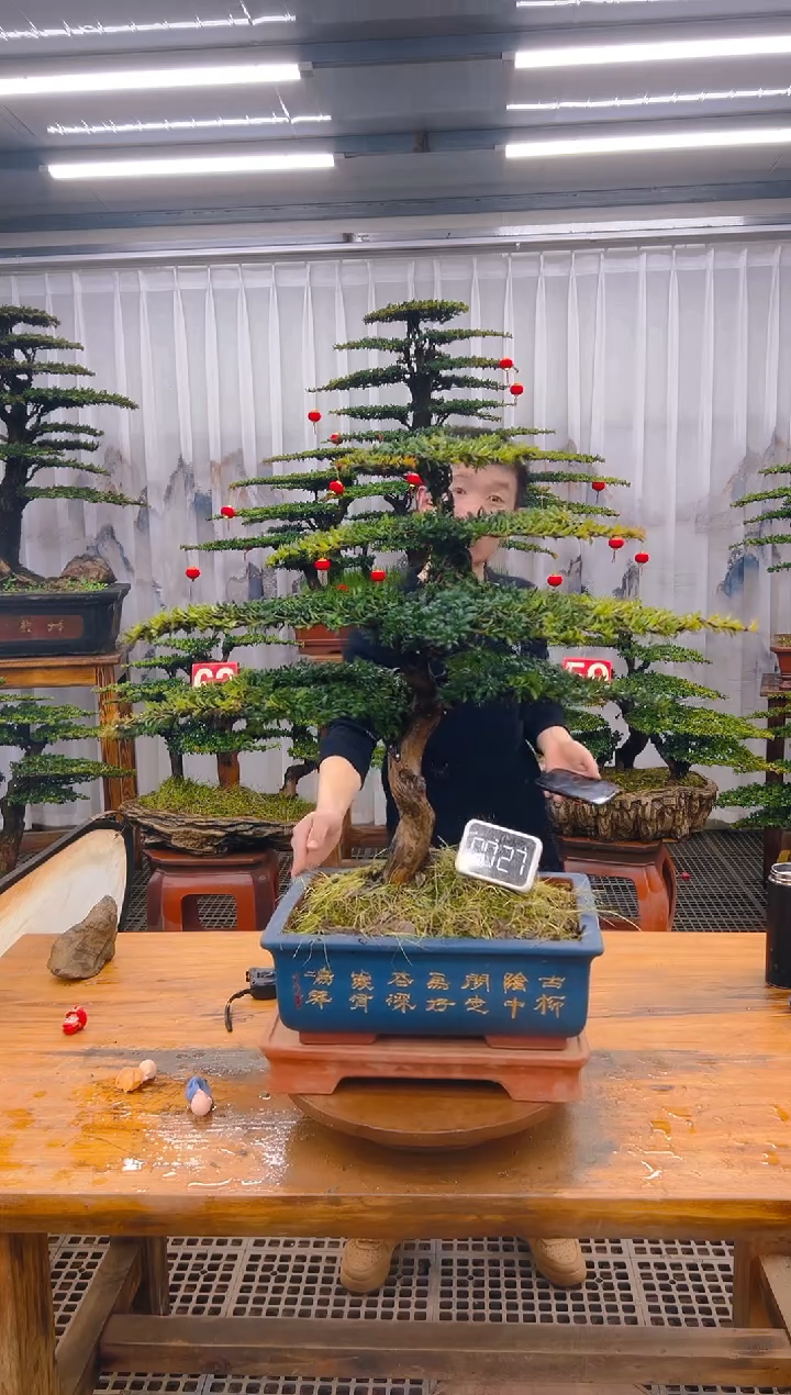 【闪购商品】紫砂精品盆景直播间一物一拍