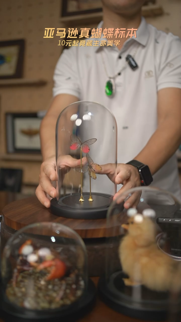 玫瑰绡眼蝶+黄晶眼蝶玻璃罩