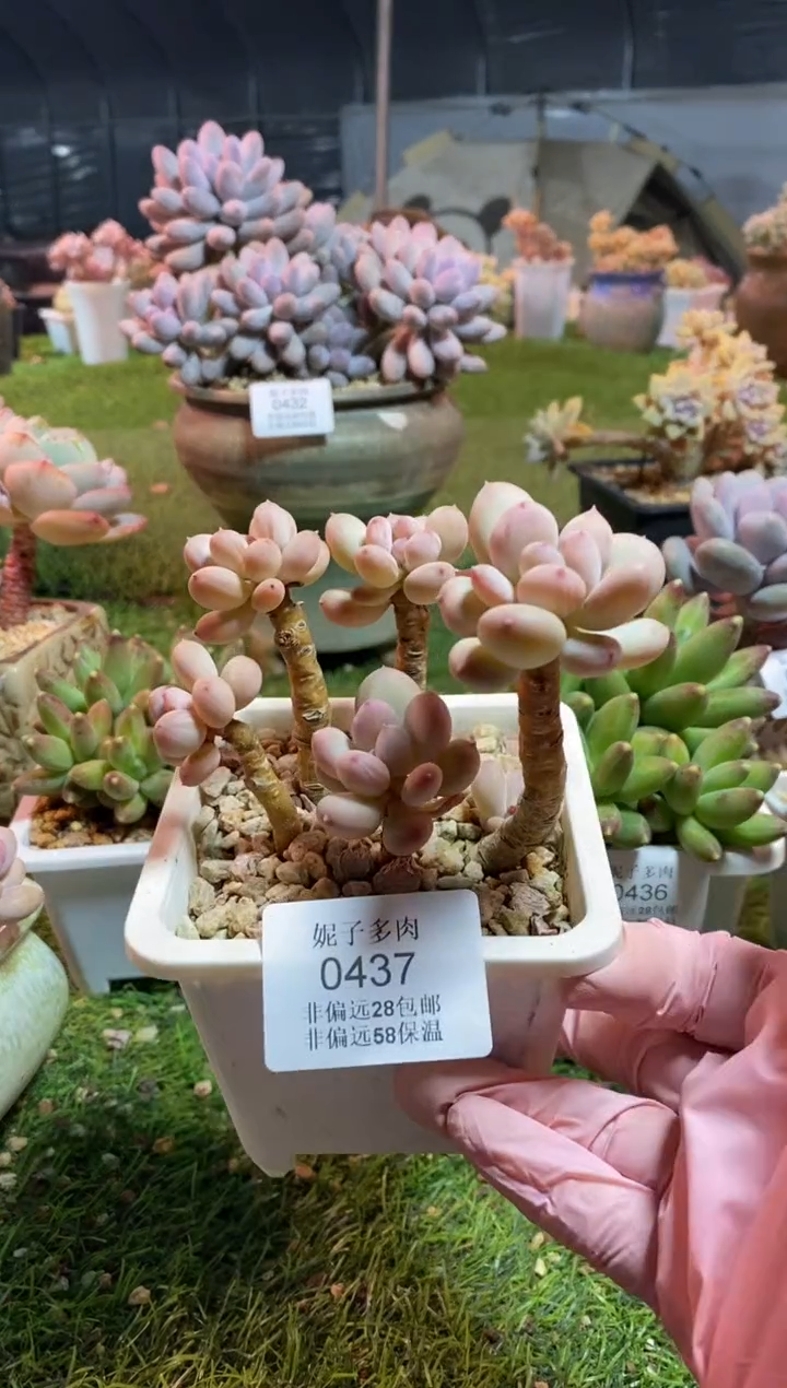 【闪购商品】0437a